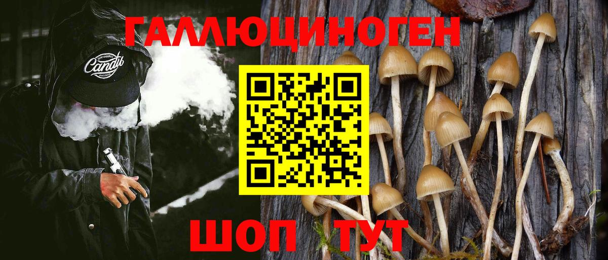 Галлюциногенные грибы Psilocybine cubensis Ялуторовск